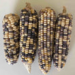 Sticky Corn - Multi Coloured - Seeds (Waxy corn or glutinous corn)