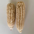 Sticky Corn - White - Seeds (Waxy corn or glutinous corn)