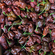 Chocolate Super Hot Mix CK - Seeds