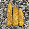 Sweet Corn - Seeds