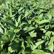 Sweet potatoe leaves - Fresh 6kg Box