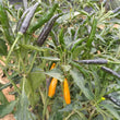 Thai Yellow Chilli CK - Seeds