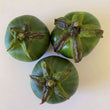 Thai Eggplant Seeds