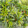 Thai Red Chilli CK - Seeds