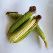 Maize (African, Asian, Latino, Indian, Middle Eastern Corn) - Fresh Cobs